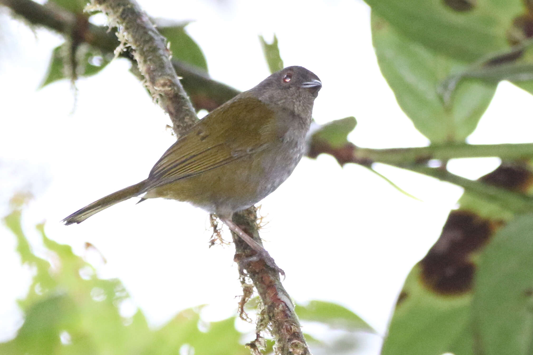 Image of Dusky Bush Tanager