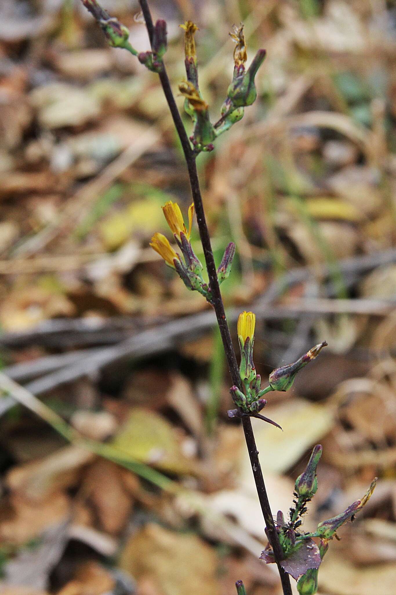 Image of Lactuca triangulata Maxim.