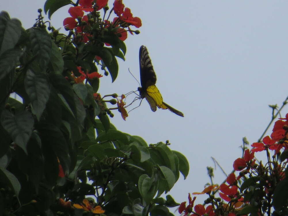 Image of Golden Birdwing