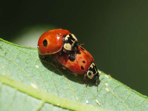 Plancia ëd Adalia bipunctata revelierei