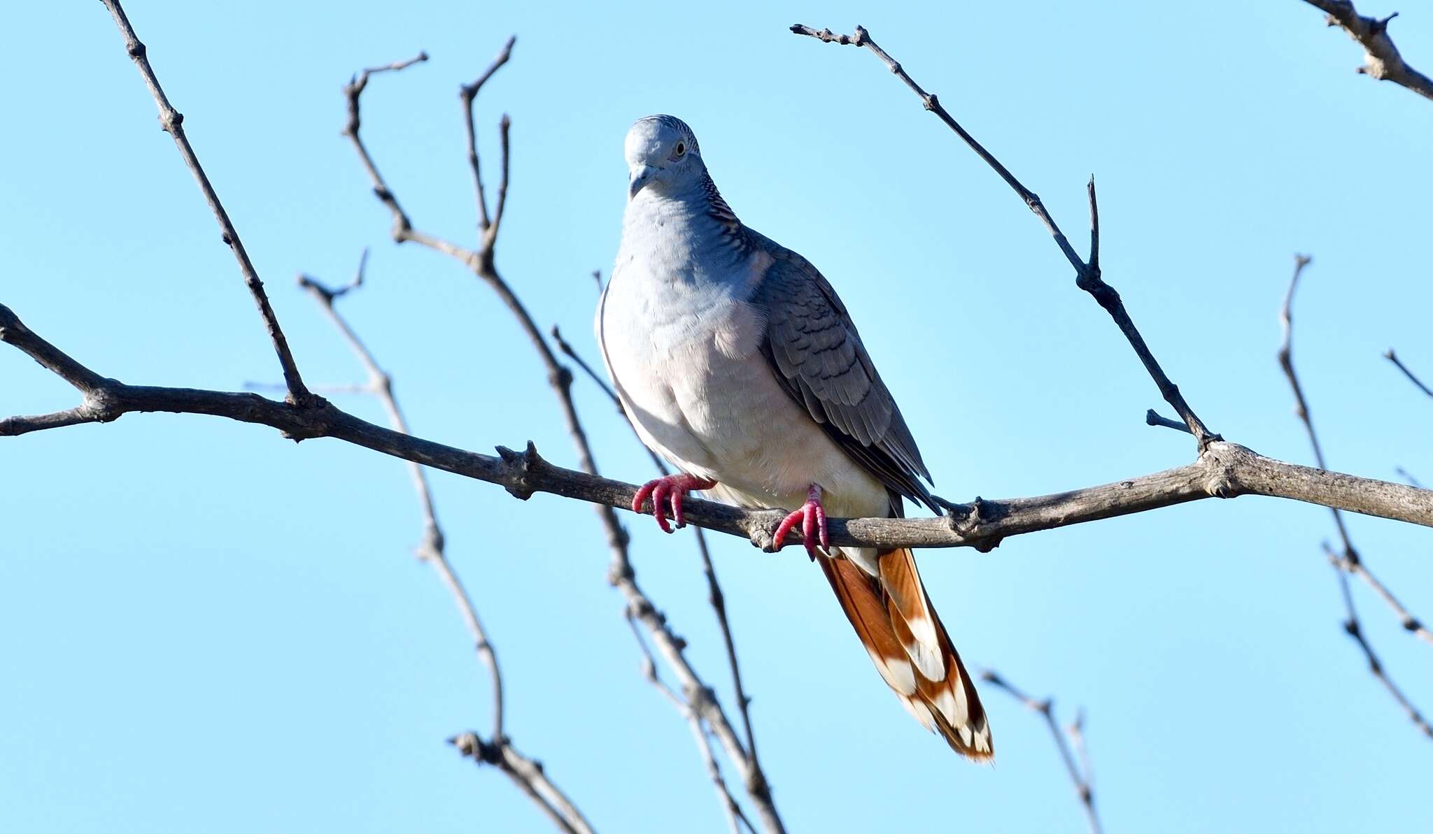 Image of Bar-shouldered Dove