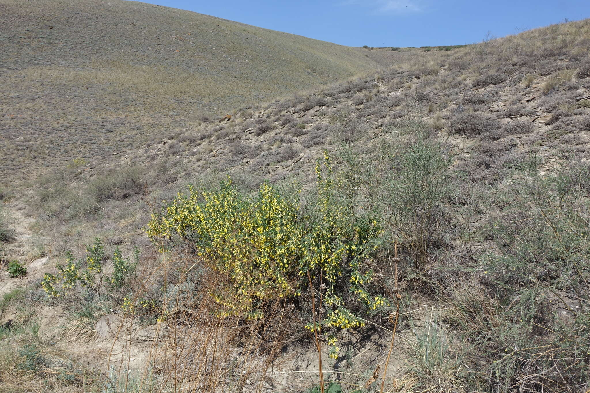 Image of Caragana bungei Ledeb.