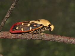 Image of Phymatostetha rufolimbata Schmidt 1910