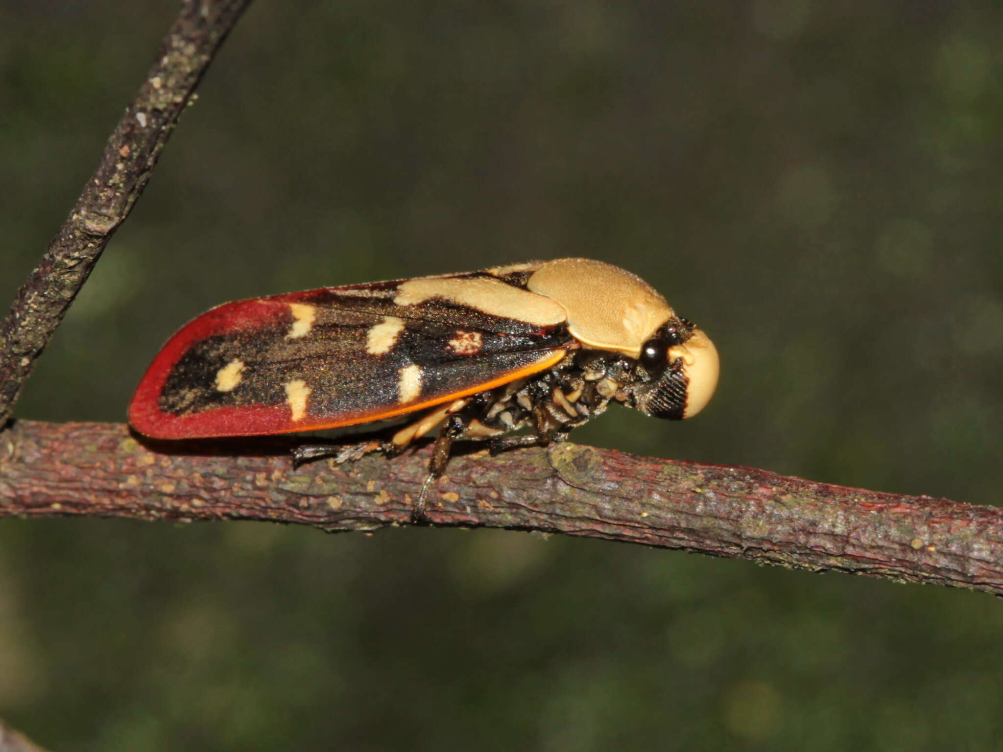 Image of Phymatostetha rufolimbata Schmidt 1910