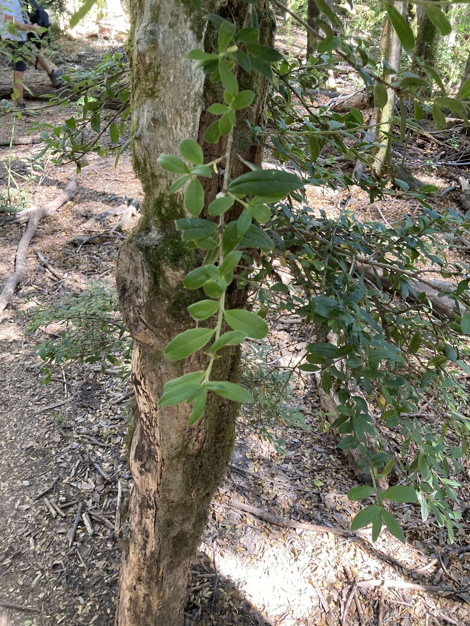 Image of Archidasyphyllum diacanthoides