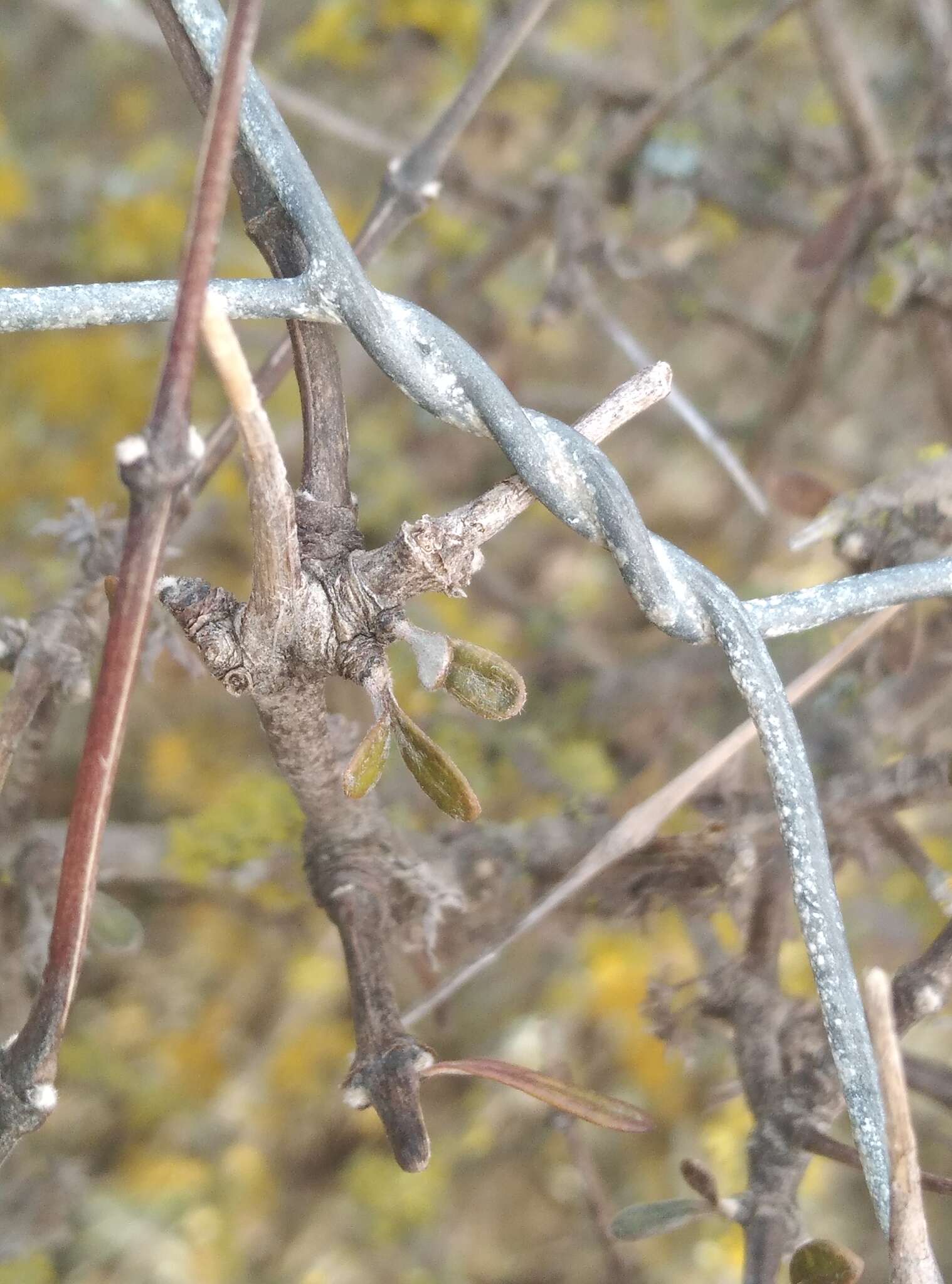 Image of Small-leaved Tree Daisy