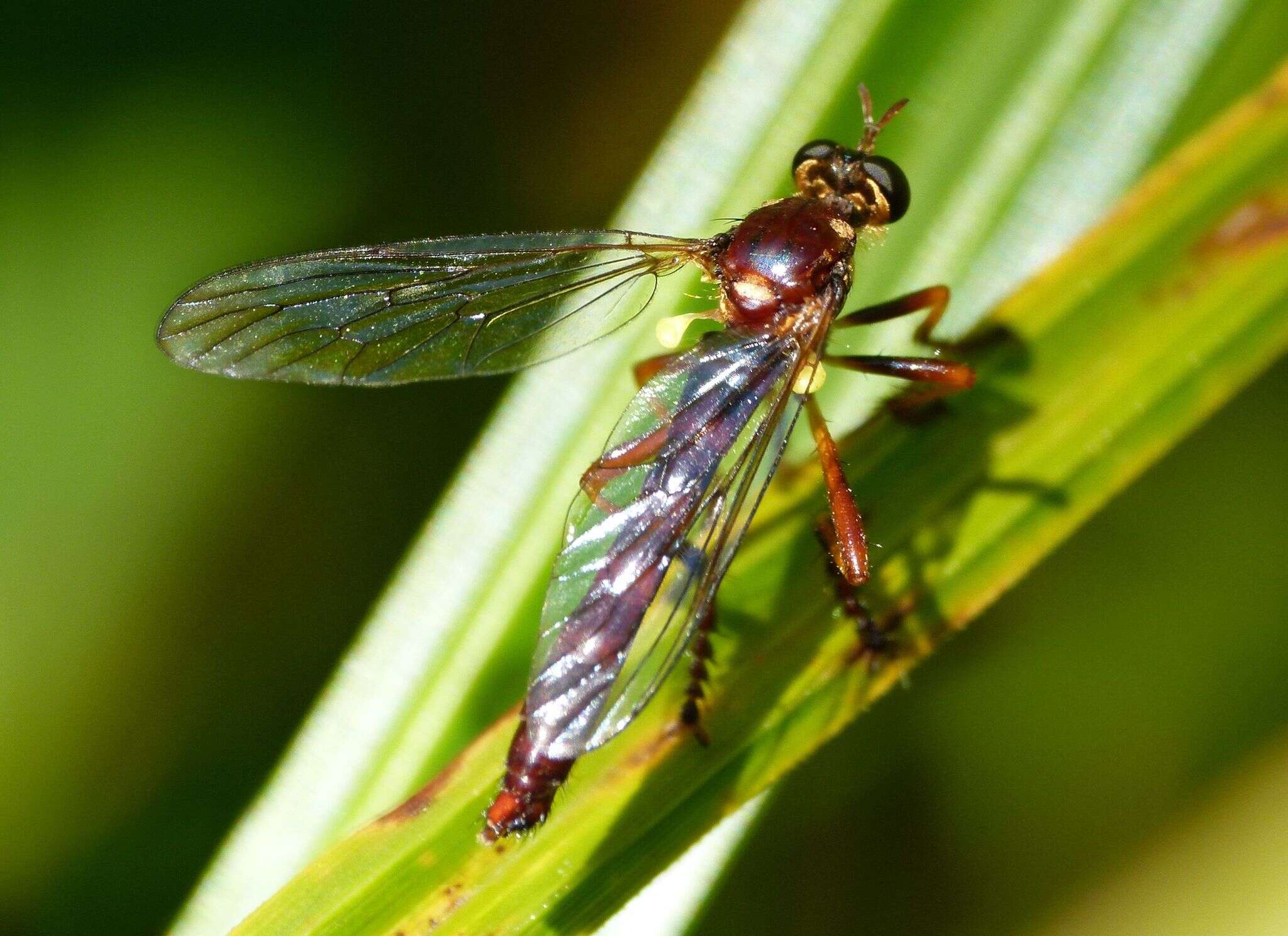 Image of Saropogon antipodus Schiner 1868