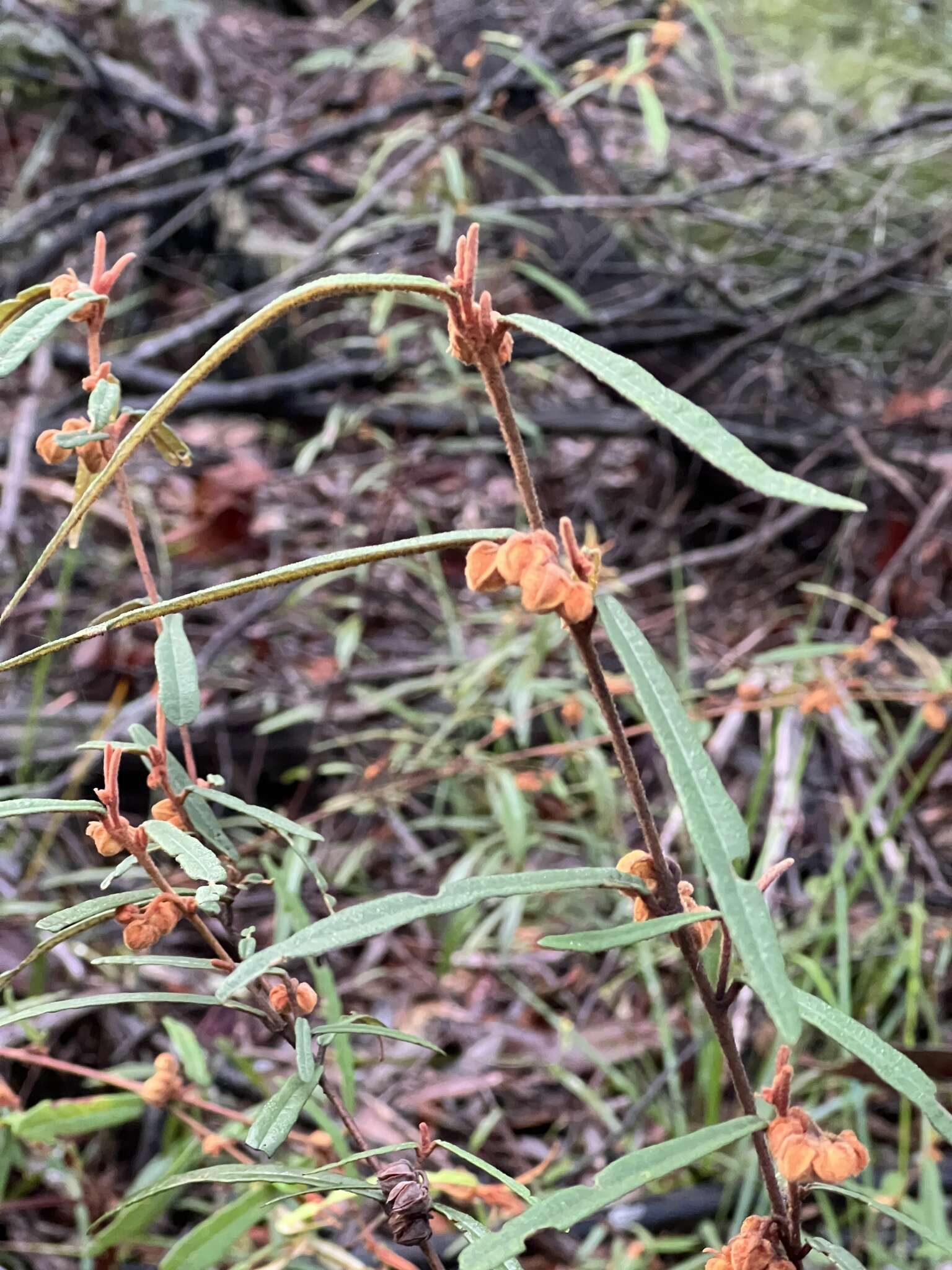 Image of Lasiopetalum ferrugineum Sm.