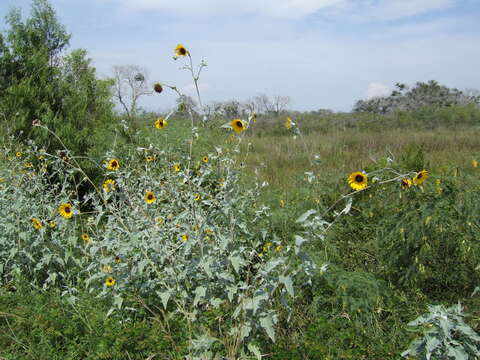 Image of silverleaf sunflower