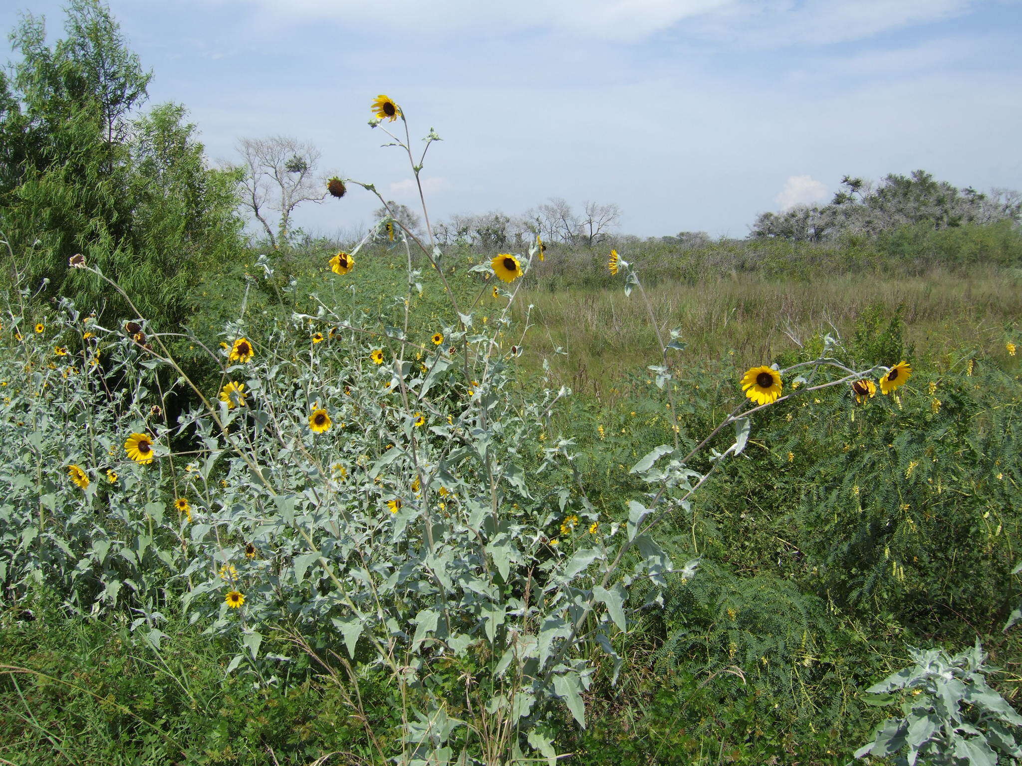 Слика од Helianthus argophyllus Torr. & A. Gray