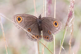 Image of Neocoenyra gregorii Butler 1894