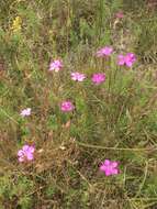 Слика од Dianthus deltoides L.