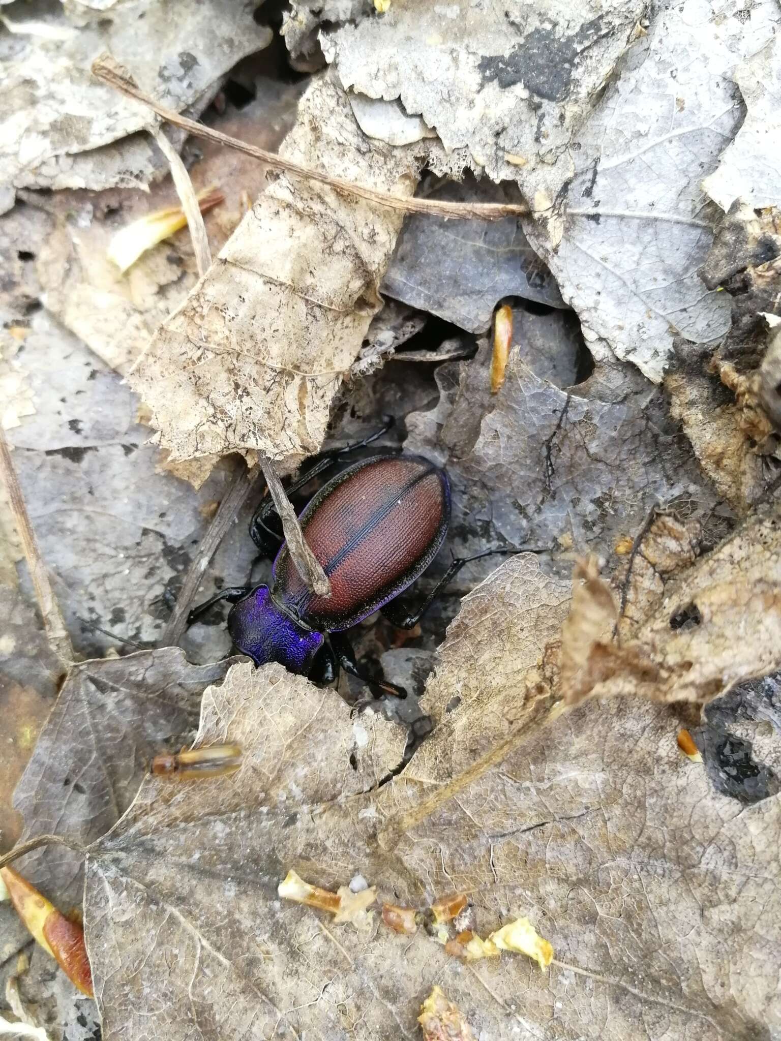 Imagem de Carabus (Megodontus) schoenherri Fischer von Waldheim 1820