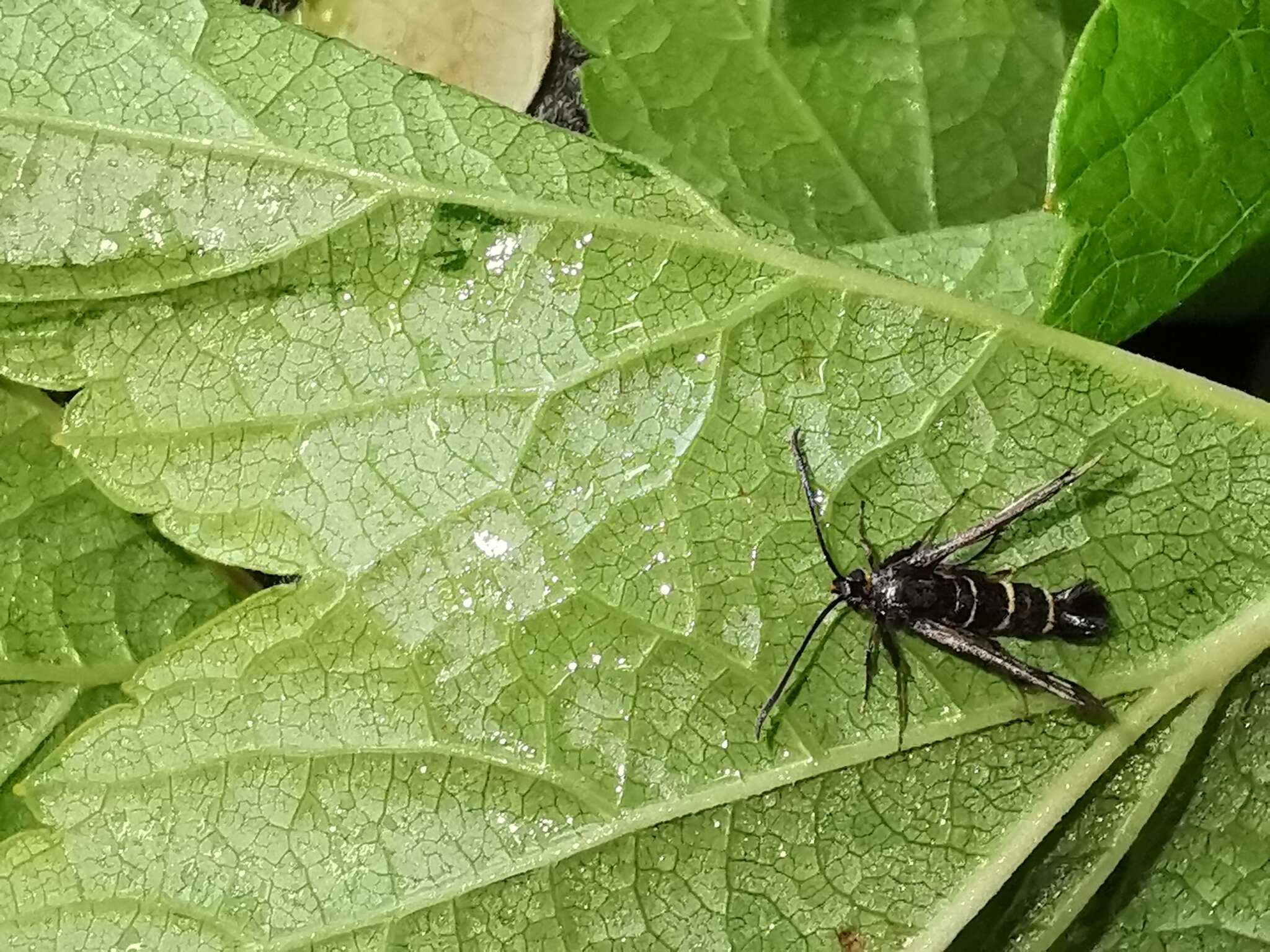 Image of currant and gooseberry borer