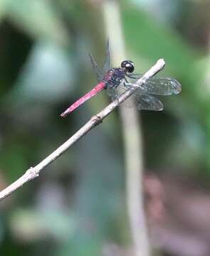 Image of Lyriothemis cleis Brauer 1868