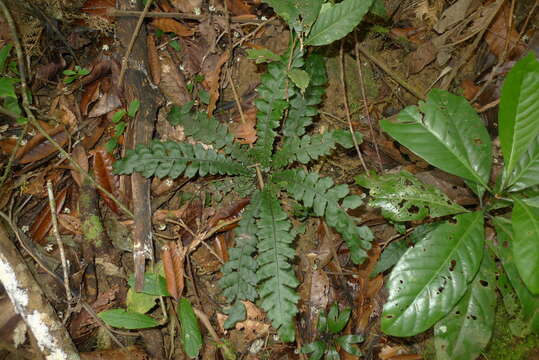 Image of Cranfillia opaca (Mett.) Gasper & V. A. O. Dittrich