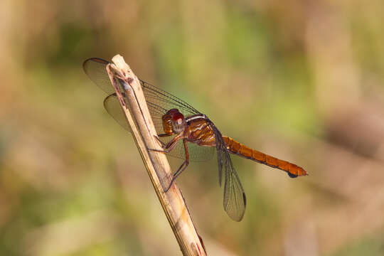 Image of Carmine Skimmer