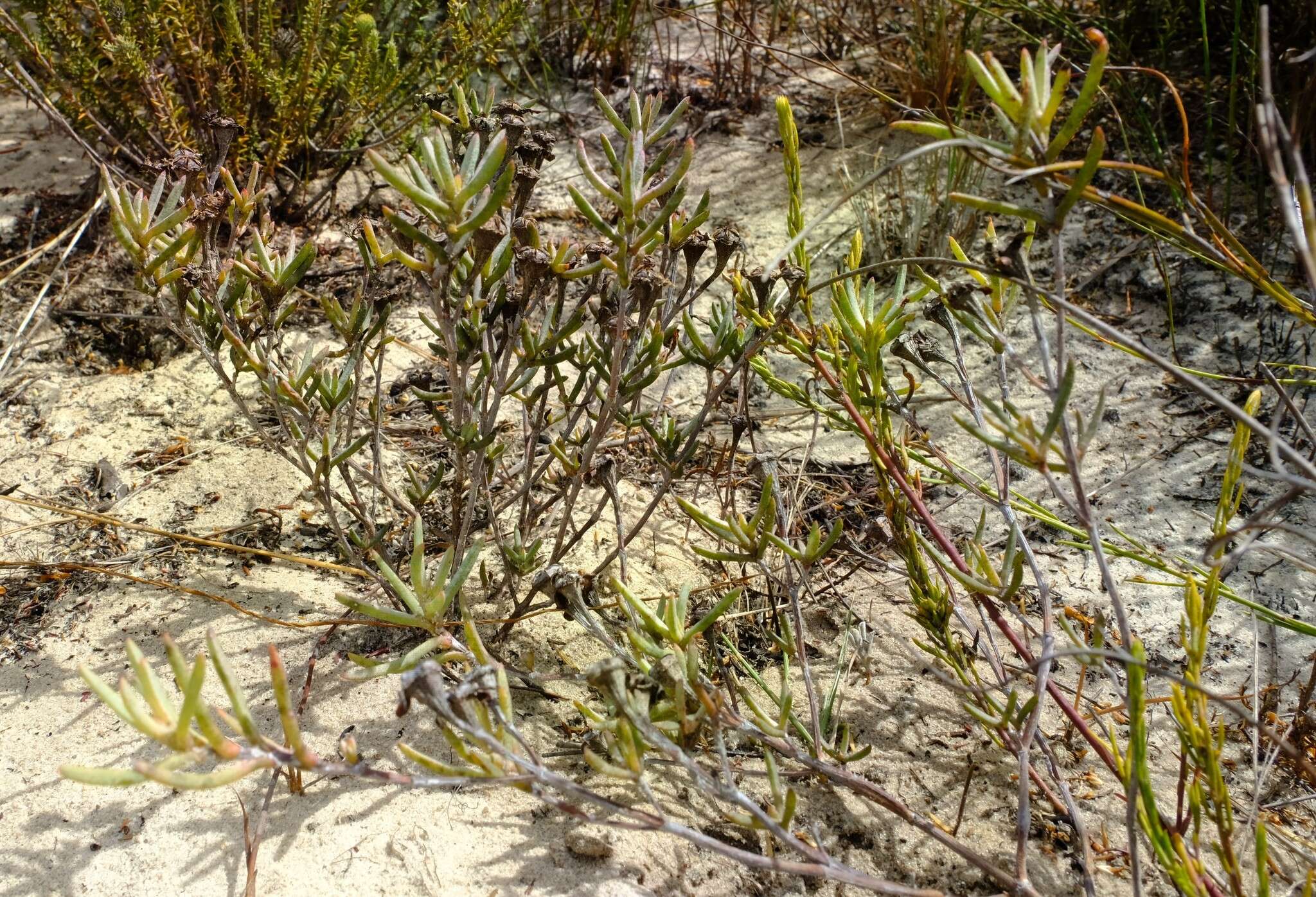 Image of Lampranthus glaucoides (Haw.) N. E. Br.