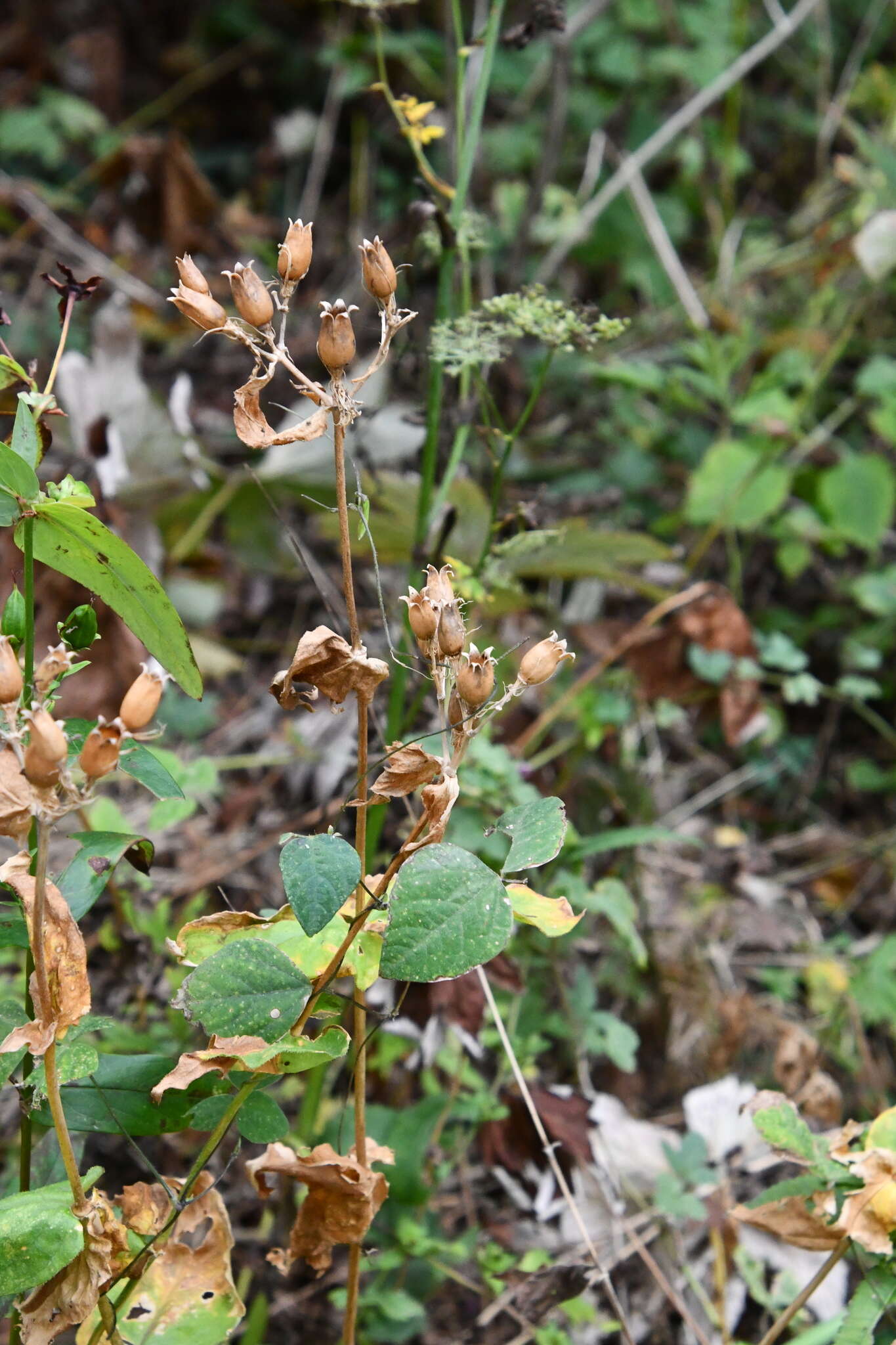 Image de Silene fulgens (Spreng.) E. H. L. Krause