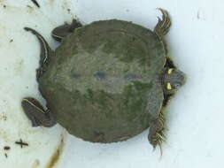 Image of Ouachita Map Turtle