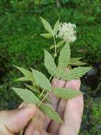 Plancia ëd Filipendula ulmaria subsp. denudata (J. & C. Presl) Hayek