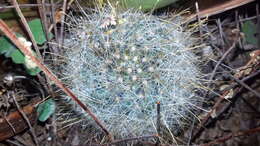 Image of Mammillaria crinita subsp. leucantha (Boed.) D. R. Hunt