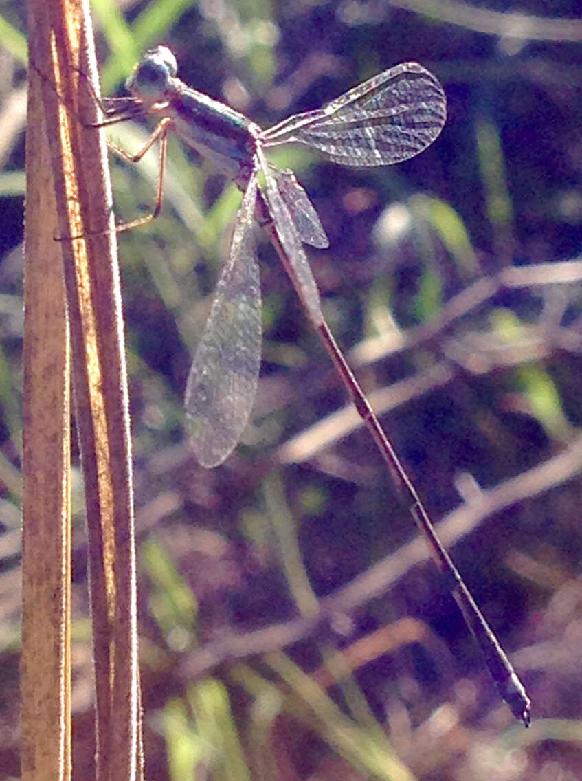 Слика од Lestes tenuatus Rambur 1842