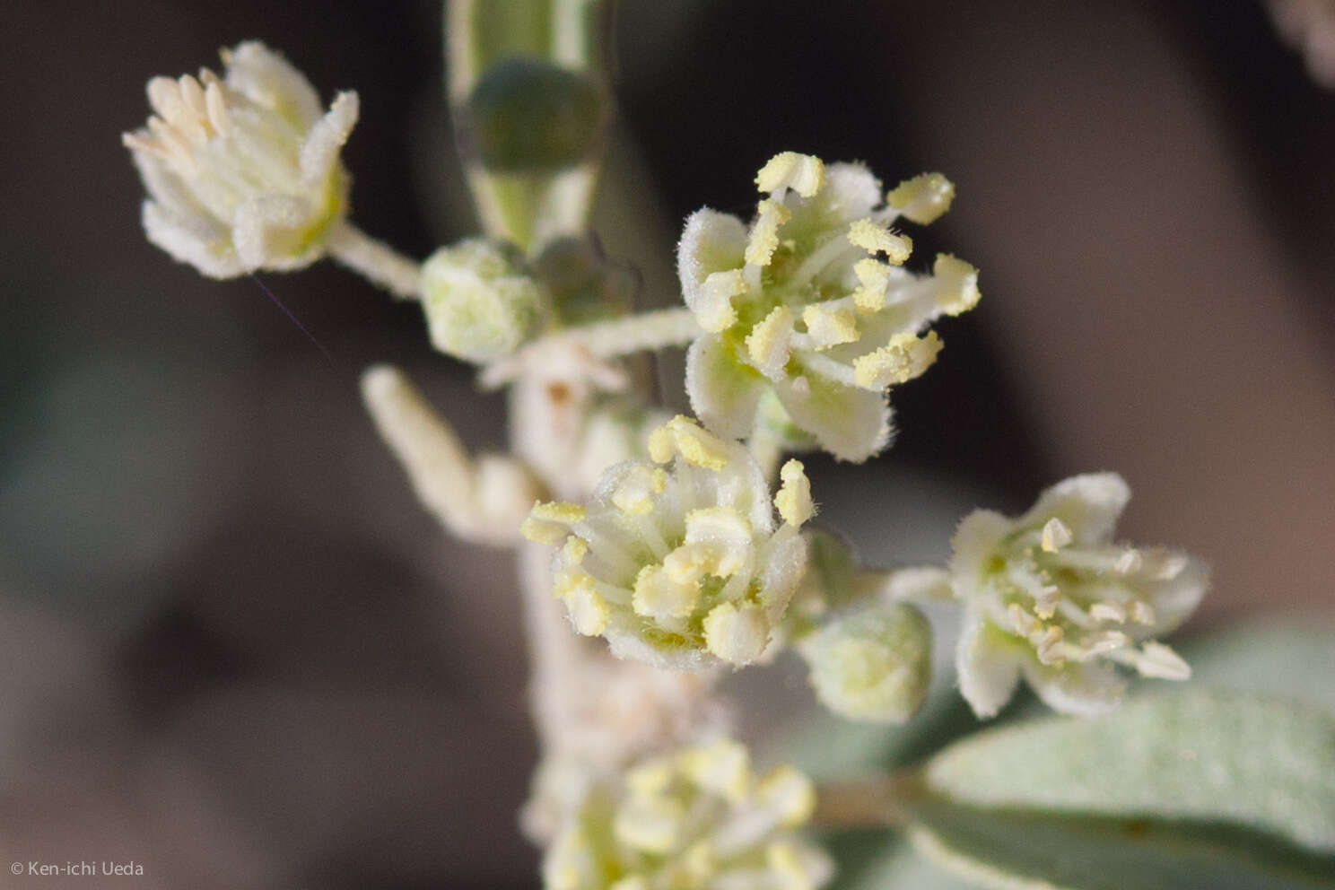 Слика од Croton californicus Müll. Arg.