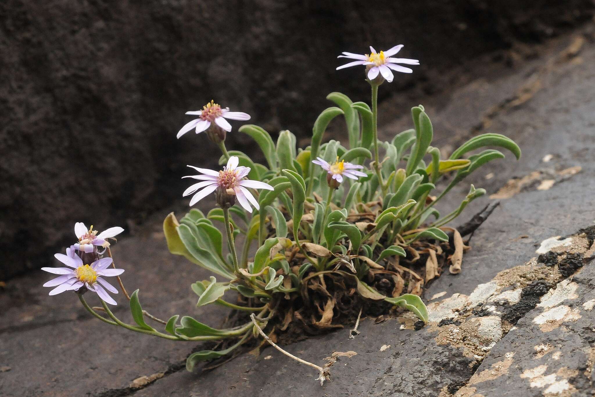 Image of Aster lingii G. J. Zhang & T. G. Gao