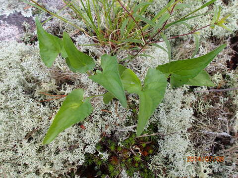 Imagem de Viola novae-angliae House