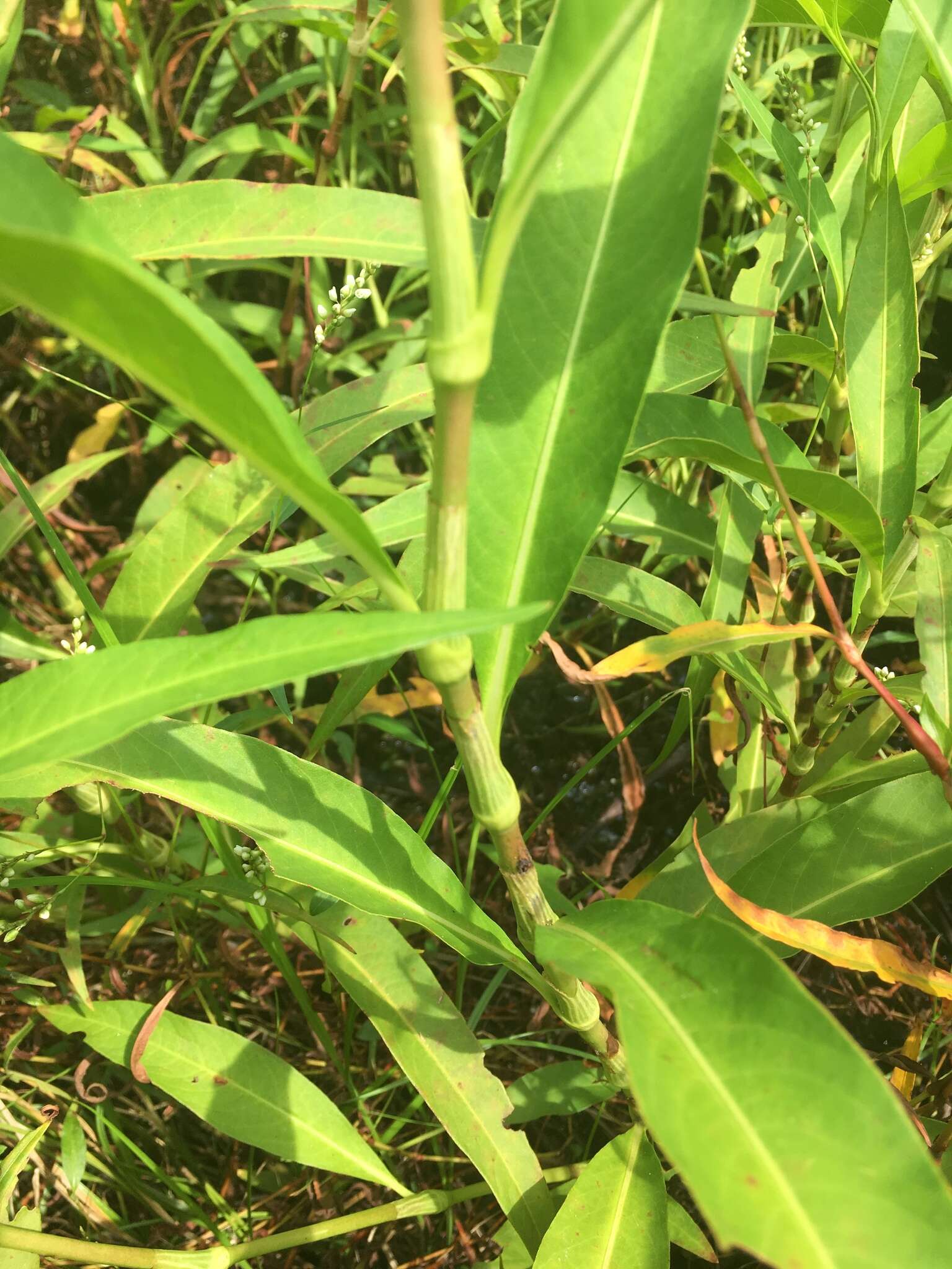 Sivun Persicaria glabra (Willd.) Gomez de la Maza kuva