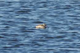 Image of Cape Teal