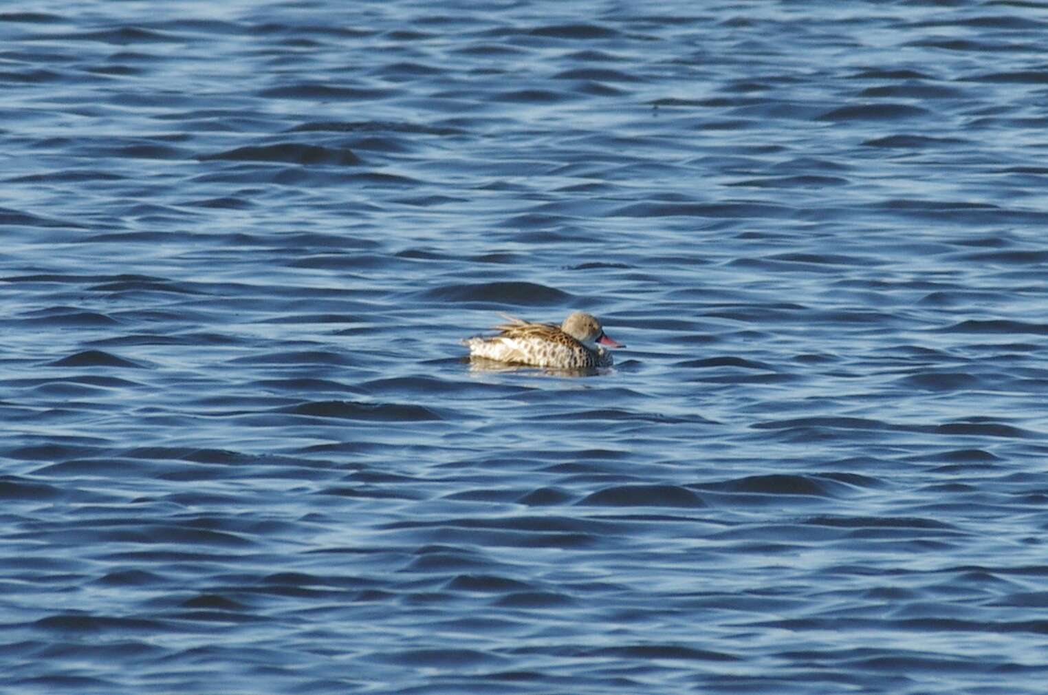 Imagem de Anas capensis Gmelin & JF 1789