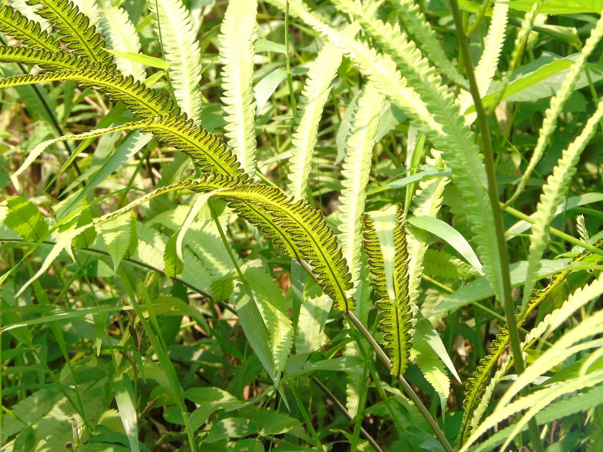 Image of Amblovenatum terminans (Wall. ex Hook.) J. P. Roux