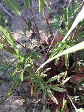 Image of stipulated cinquefoil