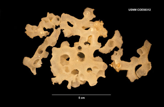 Image of <i>Pararete farreopsis</i> (Carter 1877)