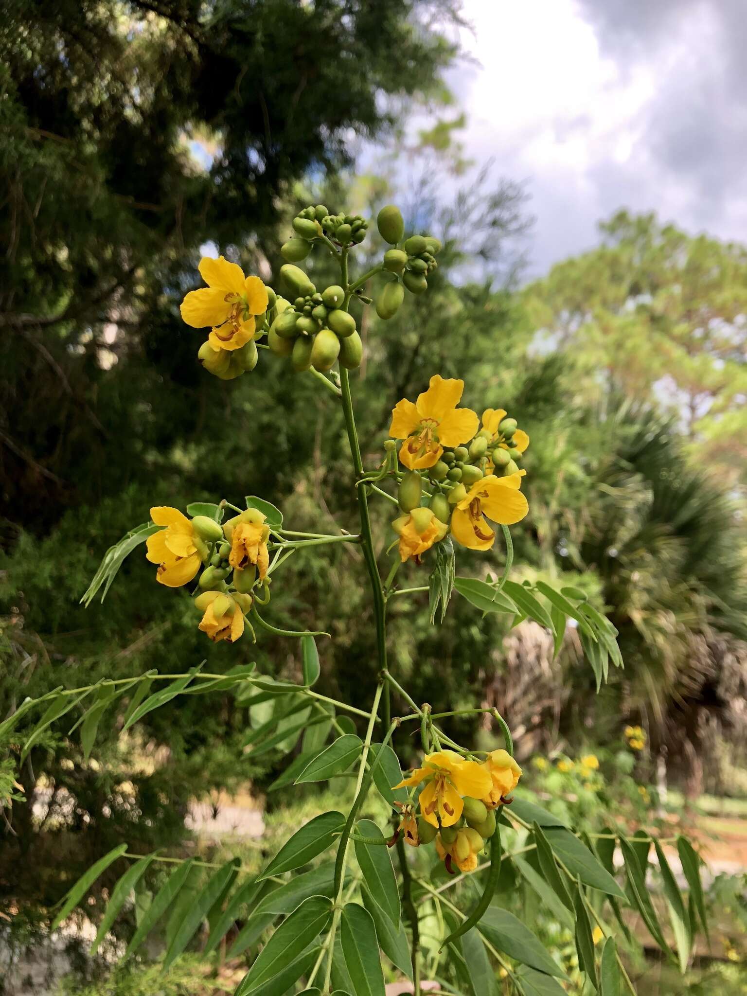 Image of privet senna