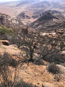 Imagem de Stoeberia arborea E. van Jaarsveld