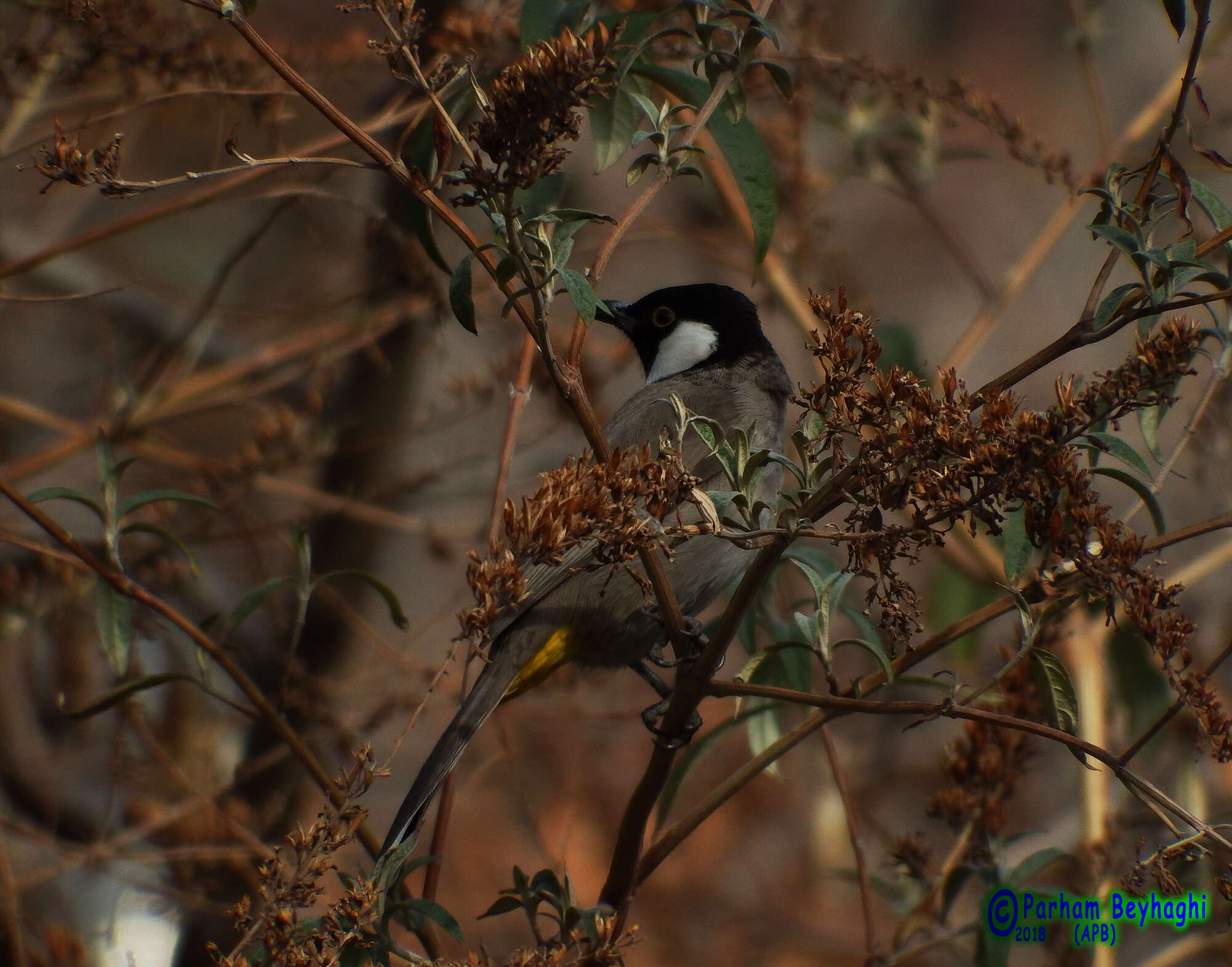 Image of White-eared Bulbul