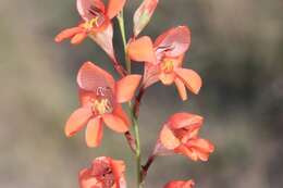 Image of Tritonia laxifolia (Klatt) Baker