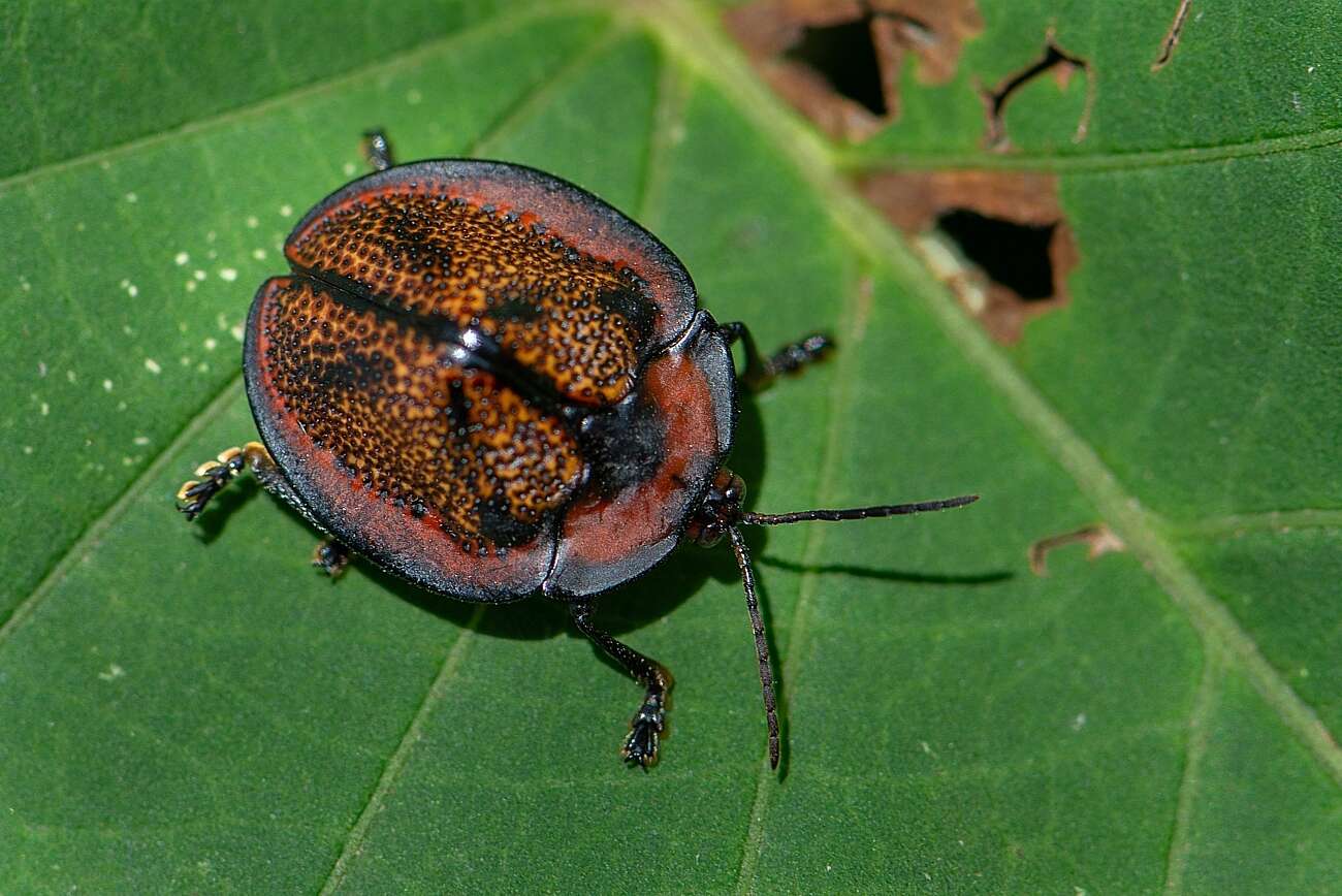 صورة Canistra (Canistrella) rubiginosa (Guérin-Méneville 1844)