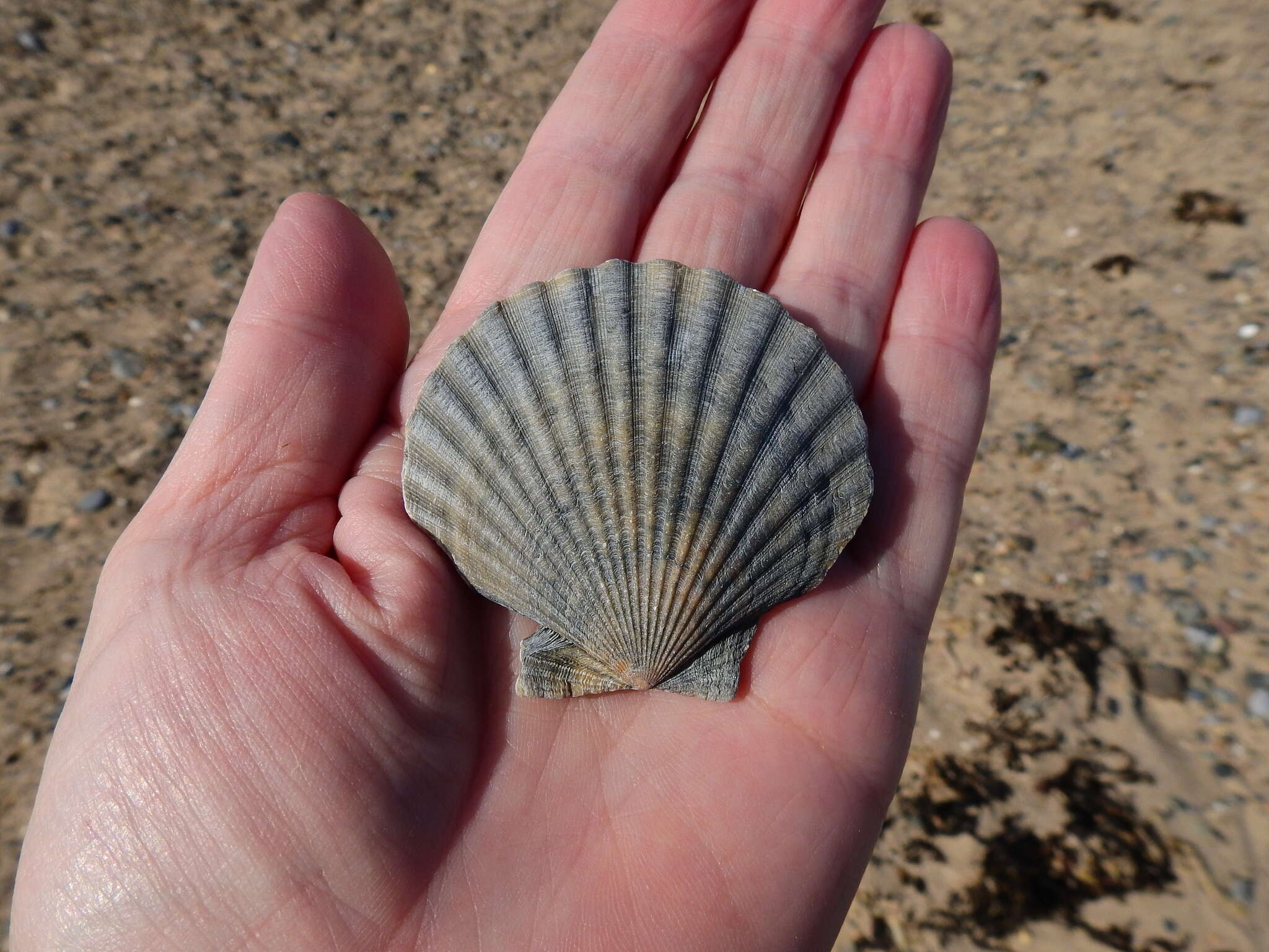 Imagem de Aequipecten opercularis (Linnaeus 1758)