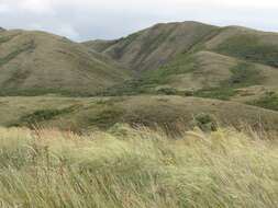 Imagem de Stipa capillata L.