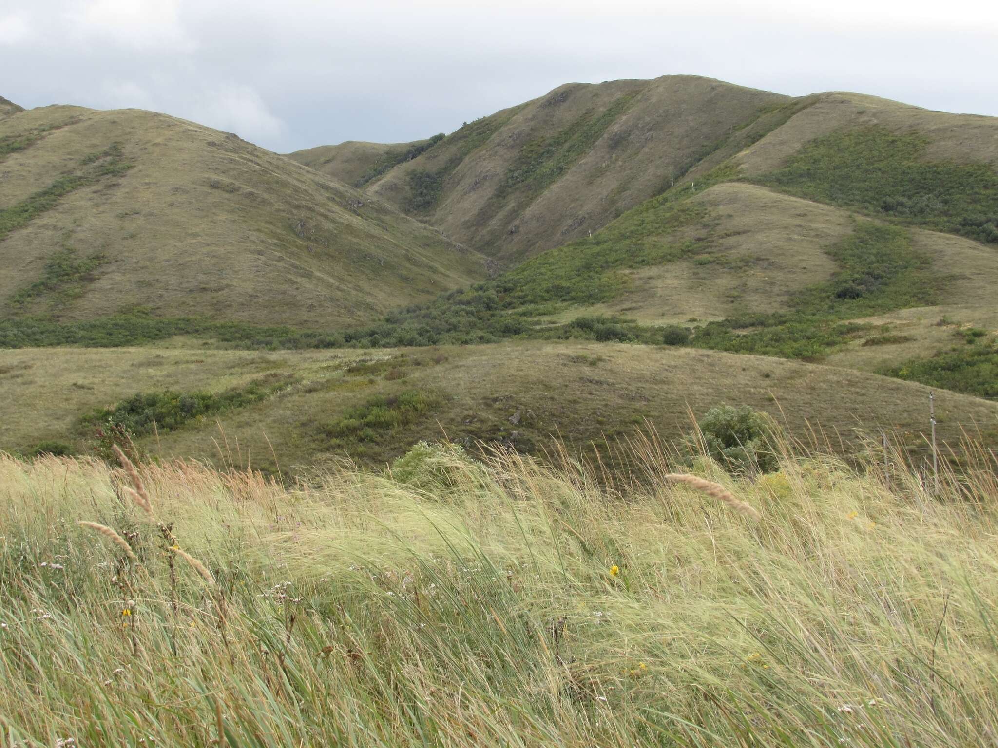 Imagem de Stipa capillata L.