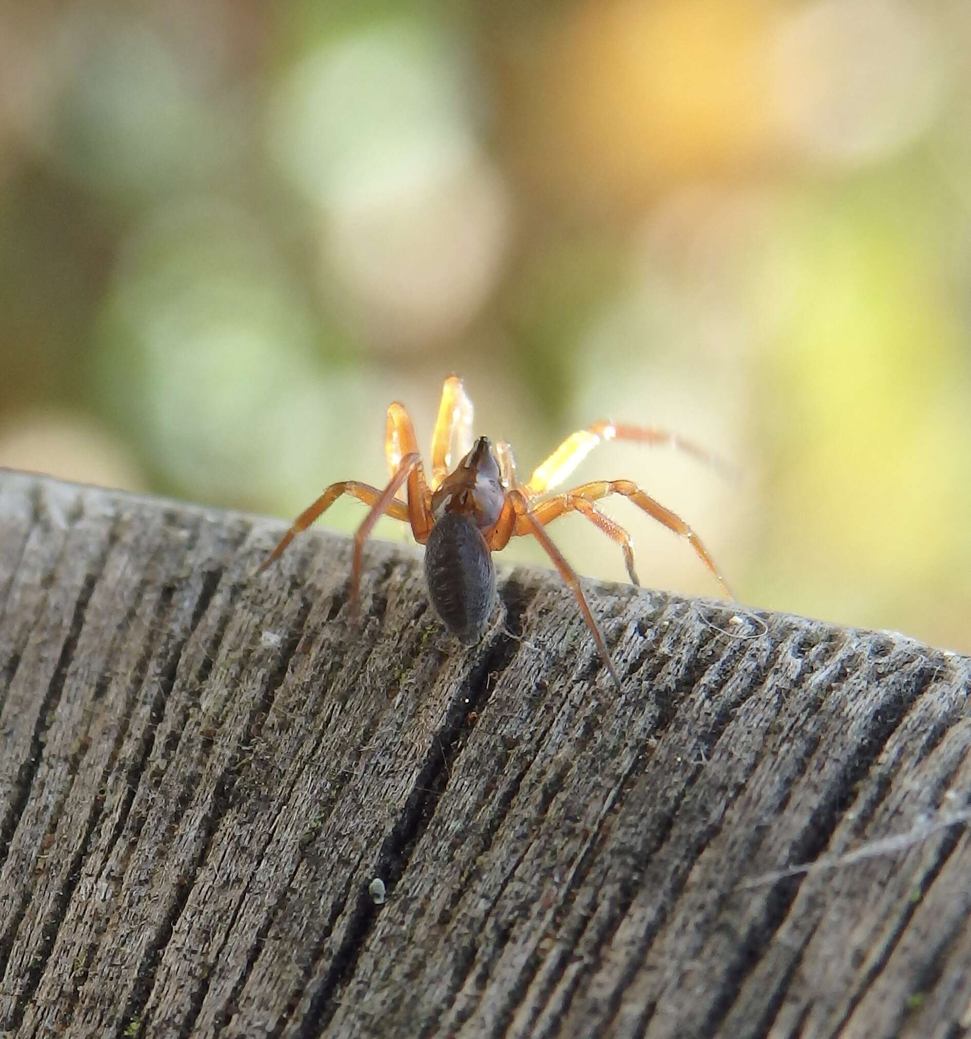 Image de Walckenaeria acuminata Blackwall 1833