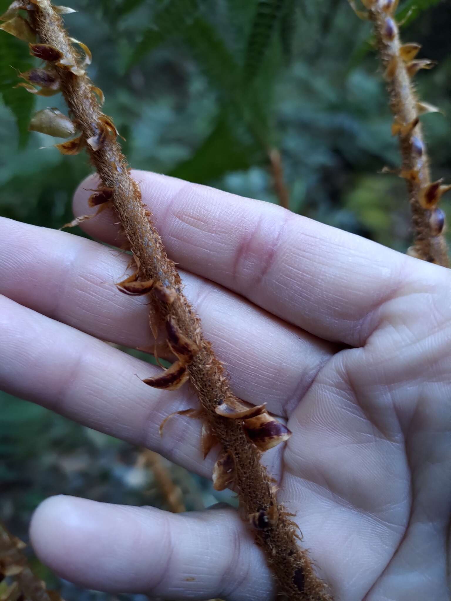 Polystichum mucronifolium (Bl.) Nayar & Kaur resmi