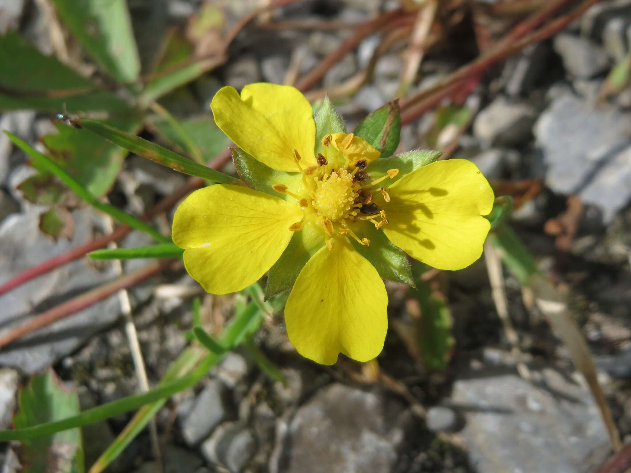 Image of creeping cinquefoil