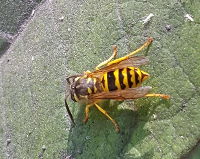 Image of Eastern Yellowjacket