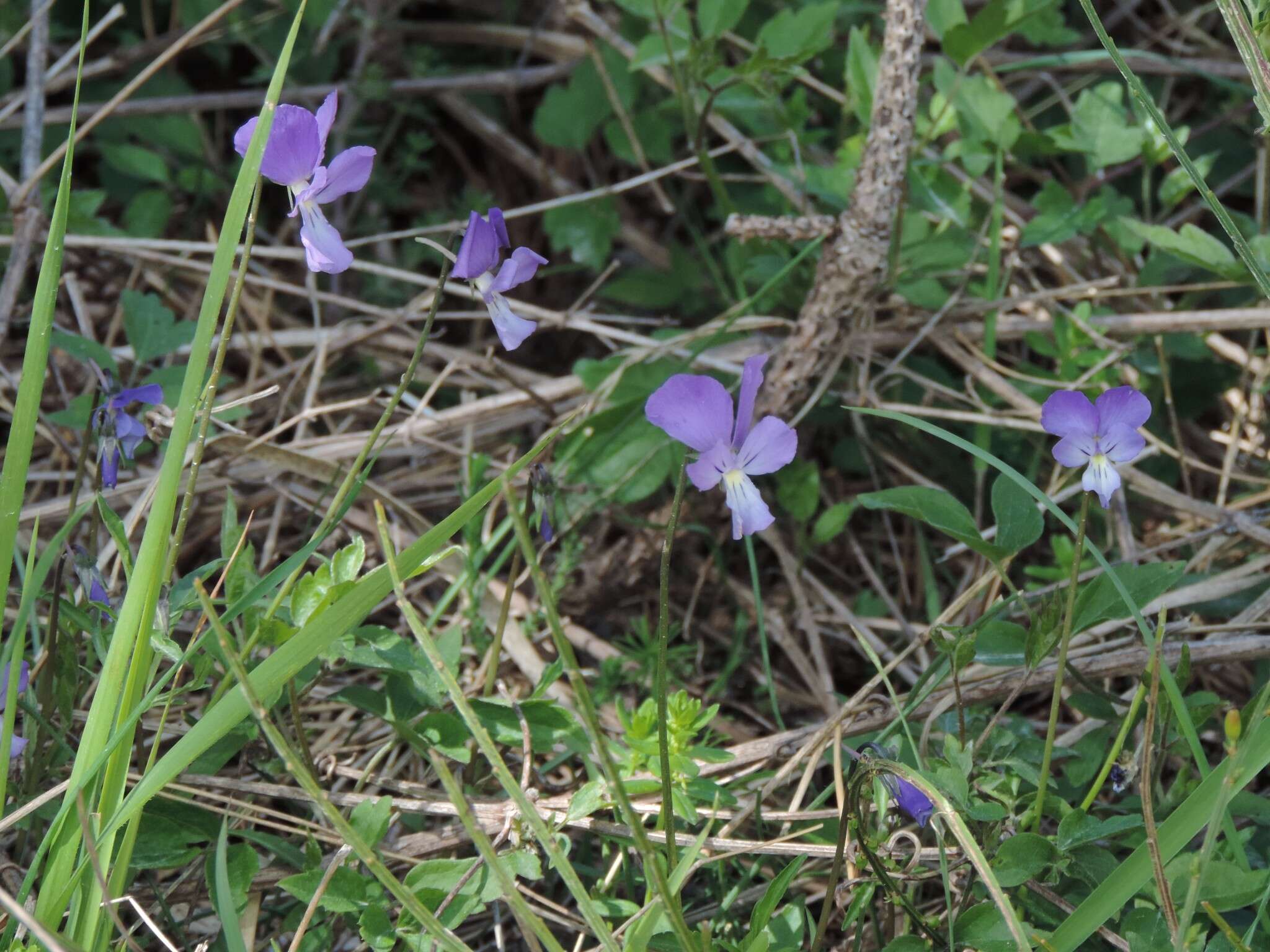 Image of Viola etrusca M. Erben