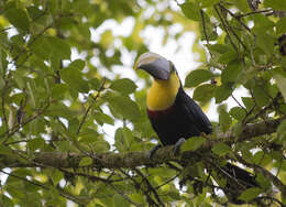 Plancia ëd Ramphastos ambiguus Swainson 1823